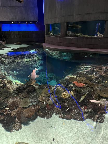 A coral reef display from above at the aquarium with a grouper and a view of a shark in a different exhibit