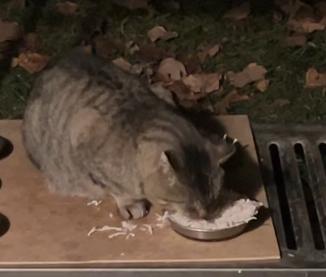 My gray feral tabby cat Dorian sitting on the bottom level of a metal shelf outdoors, eating shredded turkey out of a metal bowl. Pieces of the turkey are scattered about in front of him.