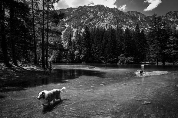 AUSTRIA / Targoess / 20.06.2019 / Gruener See

© Alexander Magedler