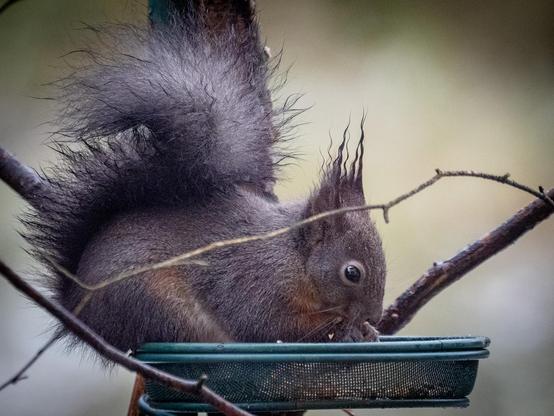 wet squirrel with wavy ear tufts