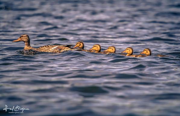 A family of ducks swimming in a line in blue water