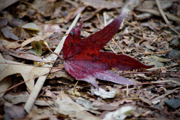 Closeup of a fallen five-pointed sweet-gum leaf, its autumn red providing a pop of color on the dried leaves and twigs cushioning the dirt path.