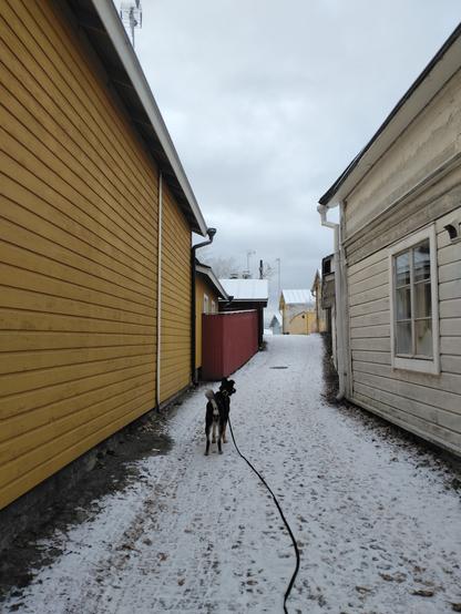 Koulukujan toisessa päässä, vanhojen puurakennusten reunustama mukulakivikuja on lumipeitteessä. Koira seisoo kujalla eteenpäin katsoen.