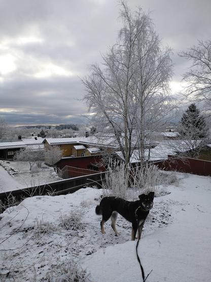 Koira seisoo lumisessa maisemassa Puistokalliolla.