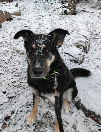 Koira istuu maassa, kameraan katsoen, naamallaan lunta.
