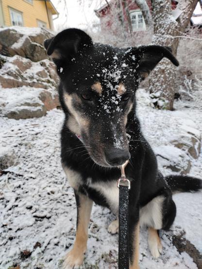 Koira istuu maassa, kameraan pois katsoen, naamallaan lunta.