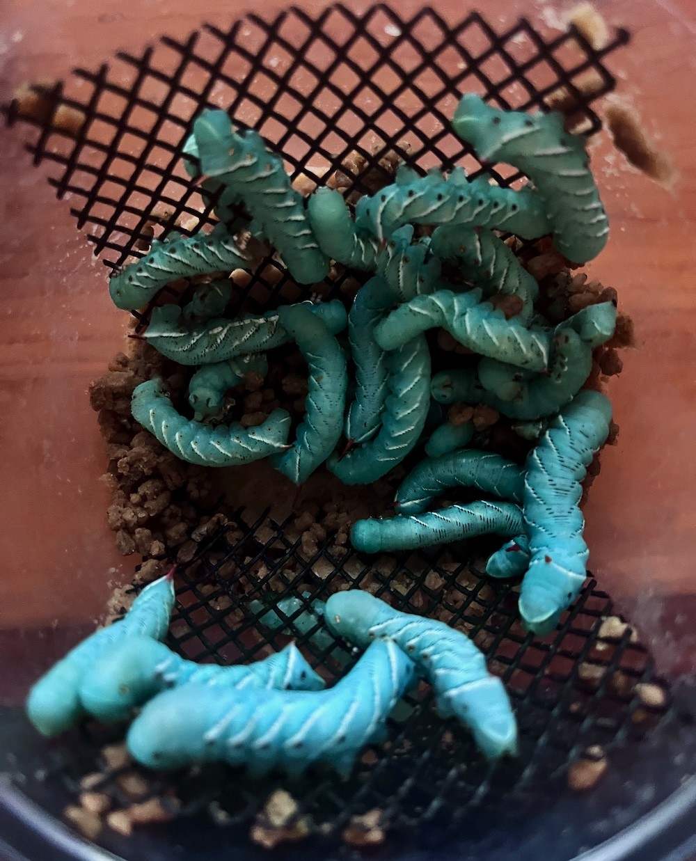 hornworms