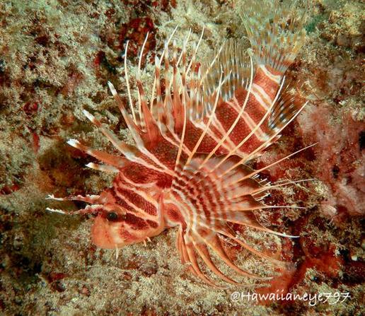 A fish with elaborate dull red and white fins pauses on an ocean reef. The reddish fish is marked with uniform vertical white stripes. Its fins have elongated venomous spines similarly colored.