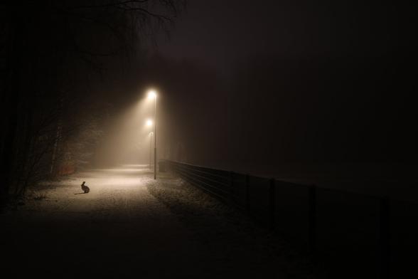 A photo of a road in the forest lit by street lights on a foggy night in late November. There is a brown hare sitting on the road