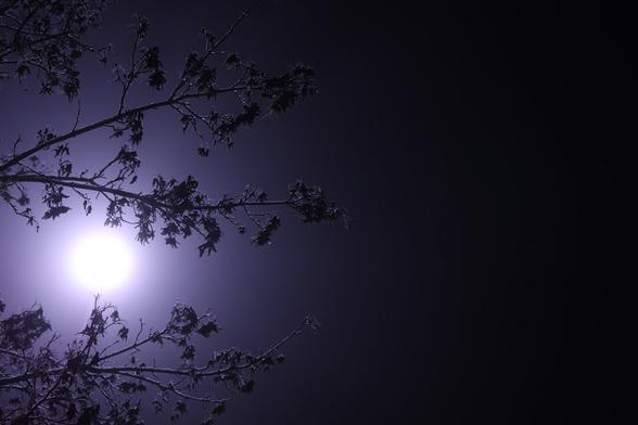 A photo of a street light and branches in front of it at night.