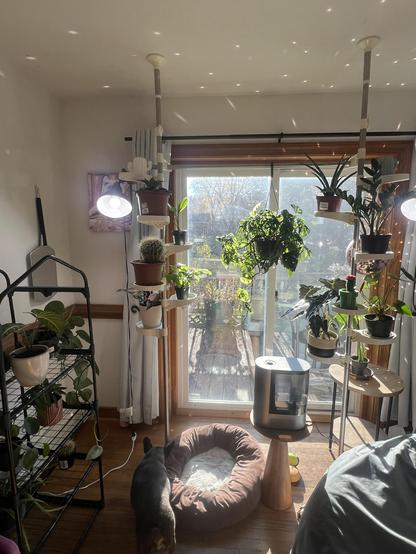 The image shows a bright, cozy indoor plant corner lit by natural sunlight streaming through a large sliding glass door. The room is filled with many healthy-looking houseplants arranged on tall tension-rod plant stands and a metal shelving rack. Several grow lights are also attached to the stands, adding extra illumination for the plants.

In the center near the bottom of the image, there’s a round, soft pet bed on the floor, and a small dog is walking toward it with its back facing the camera. A compact humidifier sits on a small wooden pedestal table to the right, likely to help maintain humidity for the plants. Outside the glass door, you can see a deck and trees with autumn foliage.

Overall, it looks like a well-tended indoor garden setup that blends plants, light, and pet-friendly comfort.