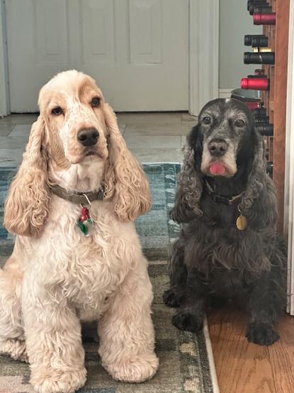 Two English Cocker Spaniels, sitting by the pantry, waiting for a treat.  One dog is orange roan and the other dog is a dark blue roan.  The dark blue roan dog is sticking out her tongue.