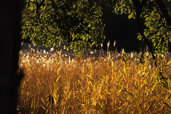 Golden reeds lit by sunlight, surrounded by lush green tree foliage. Darker background contrasts with the illuminated plants, creating a tranquil natural scene.