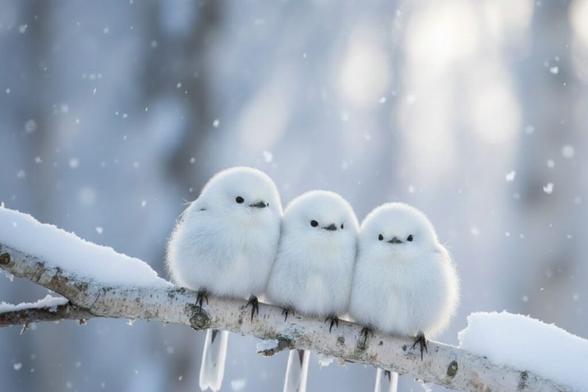 A Guide to the Shima-enaga