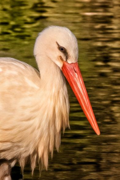 A close-up profile portrait of a white stork featuring soft white plumage and a distinctive, long, bright red beak. The bird is set against a background of blurred, rippling water in shades of green and brown, highlighting the textures of its neck feathers.