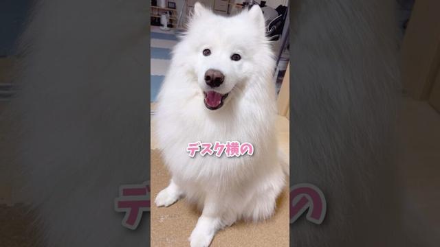 【交渉決裂】デスク横のかわい子ちゃんが現れた！ #サモエド #samoyed #生きたぬいぐるみ