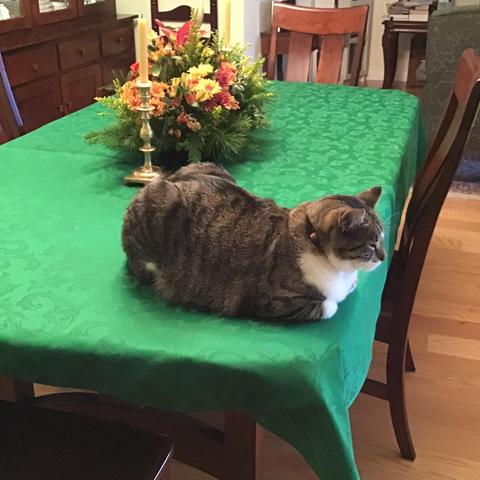 Photo of a long dining table covered in a dark green tablecloth. Beautiful fall colored flowers as a centerpiece with two brass candlesticks either siide.  Tiger Lilly  dark tabby and white sitting like a meatloaf on the nearest corner. HAPPY THANKSGIVING