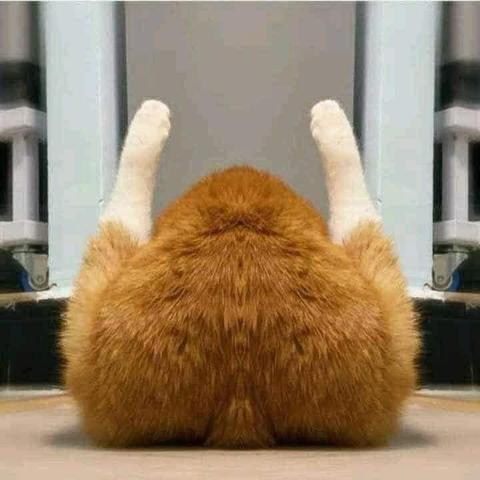 Photo of the back of a large red cat cleaning his particulars, both white legs up in the air he looks like a turkey with the drumsticks in the air. HAPPY THANKSGIVING