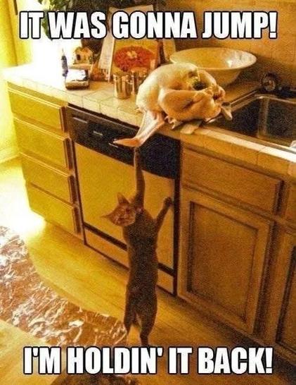 Photo of a cat reaching up to the kitchen counter, on claw hooked into a roasted turkey get ready to fall.

IT WAS GONNA JUMP!
I’M HOLDING IT BACK!