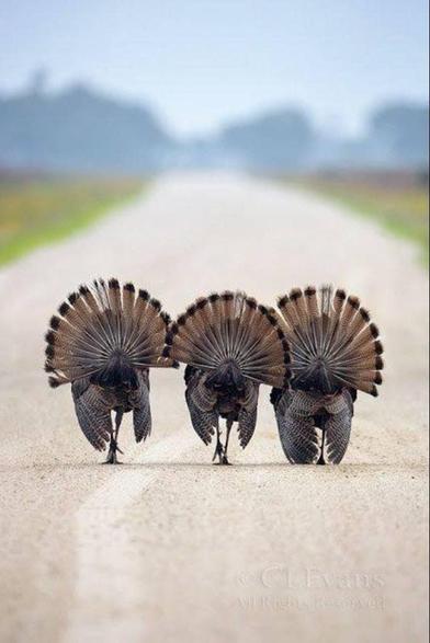 Photo of three Tom turkeys from behind, walking down a dirt road, side by side, tail feathers spread.