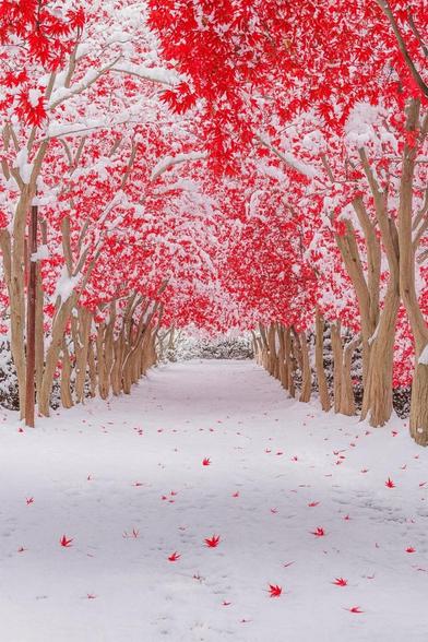 Hokkaido 🍁
#Japan  #hokkaido  #snow