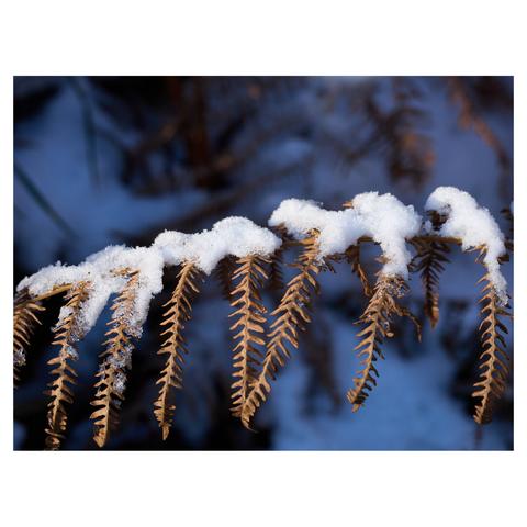 Closeup of a dried up fern leaf covered with fresh snow.