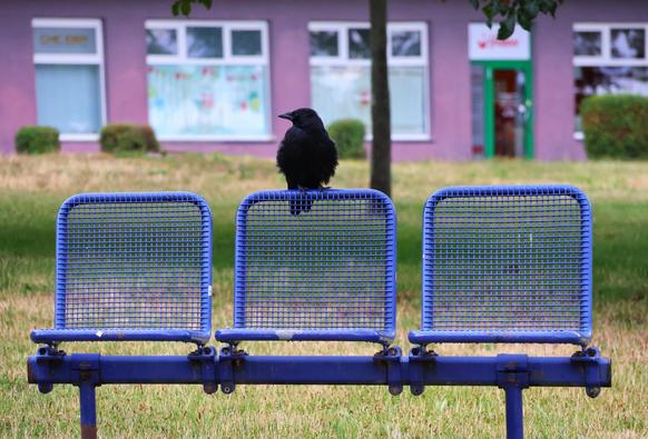 A solitary black crow perches confidently on the backrest of a blue metal bench, which consists of three seats, situated in a grassy outdoor area. The bench is positioned in front of a light purple building with white-framed windows and a green door. The scene captures a quiet, slightly whimsical moment, with the crow adding a touch of life and character to the otherwise empty setting.