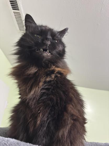 My long haired black cat Penguin standing on top of her cat tree looking down upon me, mouth slightly open as she finishes yawning