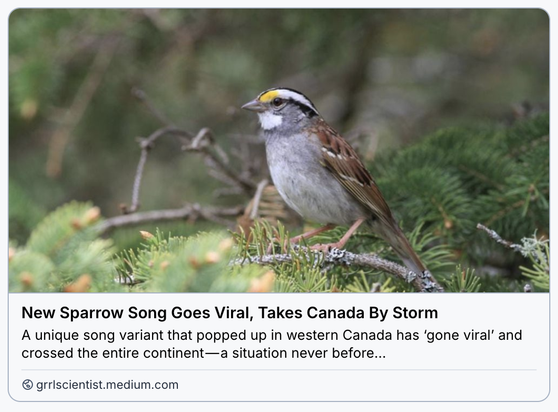 white-throated sparrow perched on a fir bough