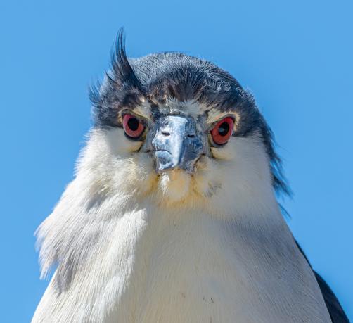 Straight on headshot of a Black-crowned Night Heron