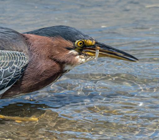Side headshot of a Green Heron with some food it just caught.