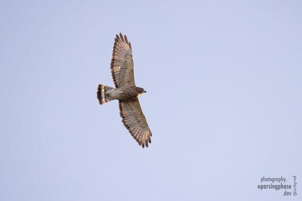 The evening sun glows through the brown-tipped wings and tail of a soaring hawk.