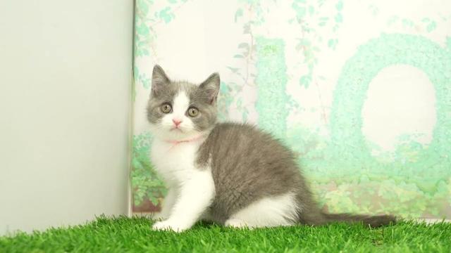 ペットショップcoo&riku No.00739833 ブリティッシュショートヘアー