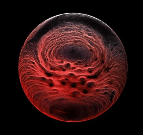 "The Balvenie Creation of a Classic" by Ernie Button.