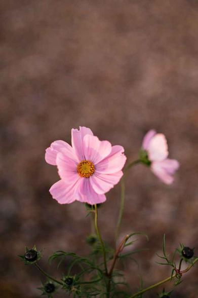 close up of pink cosmos flower in garden setting