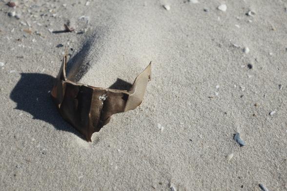 A portion of the carapace of a horseshoe crab lies buried in silvery tan beach sand.