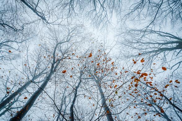Blick nach oben in die Kronen von Rotbuchen. Letztes Herbstlaub hängt noch an ein paar Zweigen.