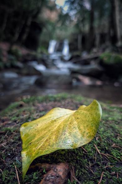 A close-up, ground-level shot focusing on a yellow-green, spotted leaf resting on a bed of vibrant green moss and pine needles. The background is softly blurred, featuring a cascading waterfall and rocky stream flowing through a dark, wooded forest.