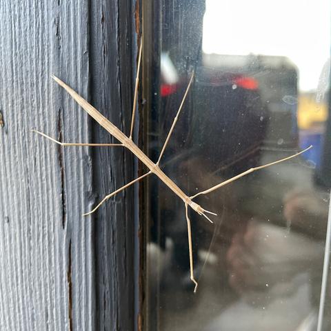 a closer shot of the same stickbug
