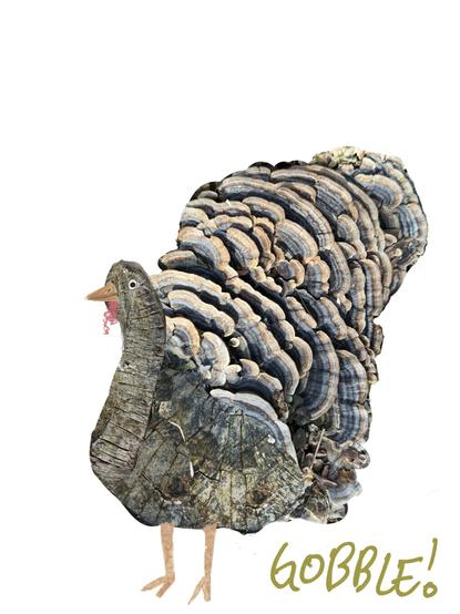 The image is of a bird on a white background, it is a digital collage made from the artist own nature photo of a common poly poor and the eastern US in Canada that is famous for its anti-inflammatory properties. It’s named turkey tail lead to an obvious inspiration for this piece. The body of the turkey is made from the wooden stump the polypores were growing on.