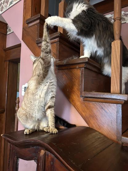 A big floofy grey and white kitty reaching between the posts of the stairway banister to bop a lynx point Siamese who is sitting on a small antique cabinet by the stairs. Her paw is stretched out, and his is raised up to block her, their arms making almost a right angle. His plushy tummy is visible.