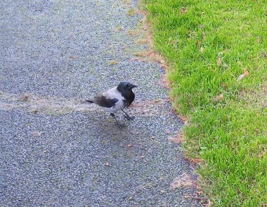 a crow on footpath at dropped food.