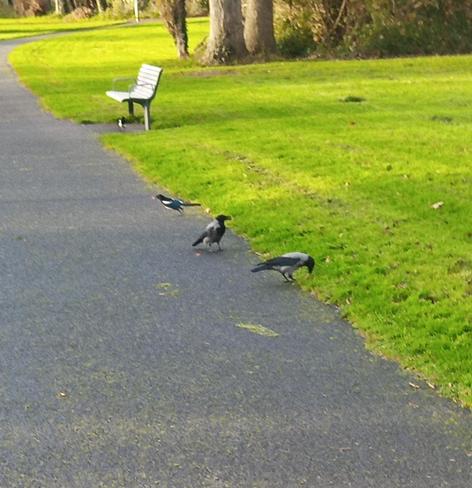 2 crows and 2 magpies on through green space around food drop.