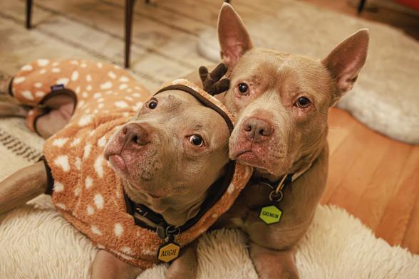 A photo of two light brown staffie type dogs lying on a living room floor, sort of on a fuzzy white dog bed. One is dressed in a spotted deer fleece with a hood and antlers and wears a name tag on its collar that says "AUGIE," and is leaning into the other dog, who wears a name tag that says "GREMLIN." Both are looking into the camera.
