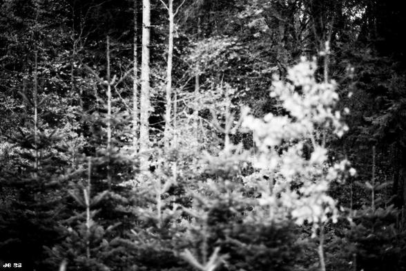 Black and white photo taken during a walk in the Swabian Jura in southern Germany. Leica R4 with 50 mm Leitz Summilux on Rollei RPX25 film.