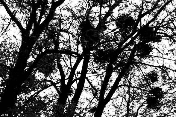 Black and white photo taken during a walk in the Swabian Jura in southern Germany. Leica R4 with 50 mm Leitz Summilux on Rollei RPX25 film.