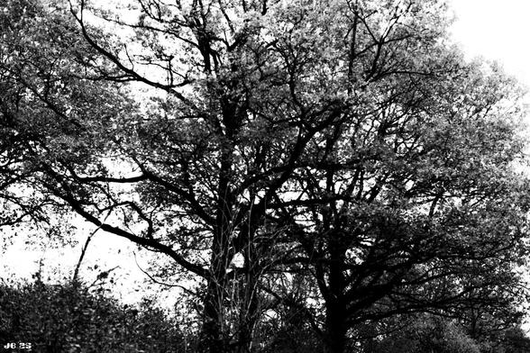 Black and white photo taken during a walk in the Swabian Jura in southern Germany. Leica R4 with 50 mm Leitz Summilux on Rollei RPX25 film.