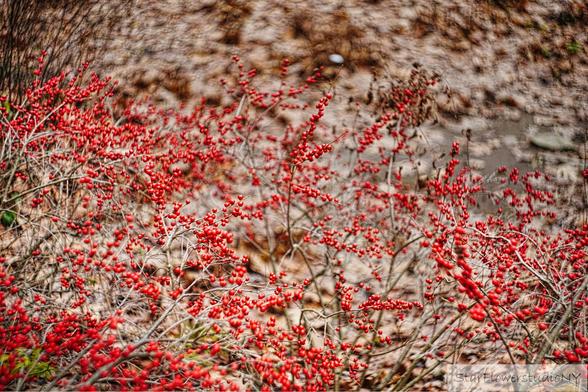 Bright red holly berries line the stems of multiple plants.