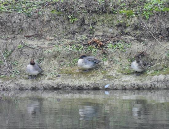 Three small brown ducks with stripes of green on their heads, standing asleep in vaguely “three monkeys”-ish poses on the muddy bank of a lake.