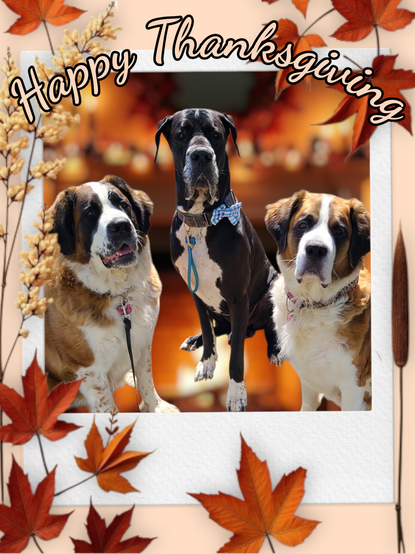Happy Thanksgiving picture with Sammy the brown/white/black Saint Bernard, Murdock the black/white Great Dane wearing a light blue plaid bow tie and Bowie the brown/white/black Saint Bernard